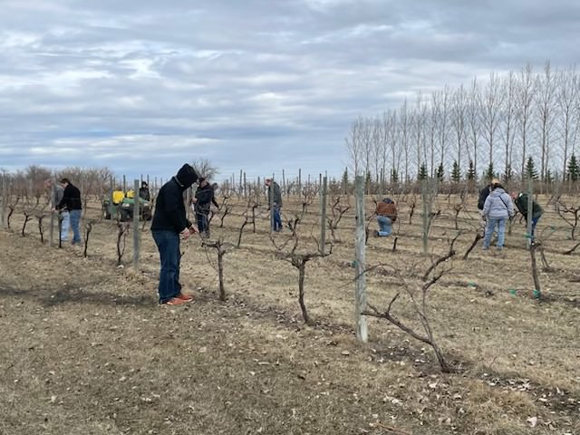 Vineyard Rows