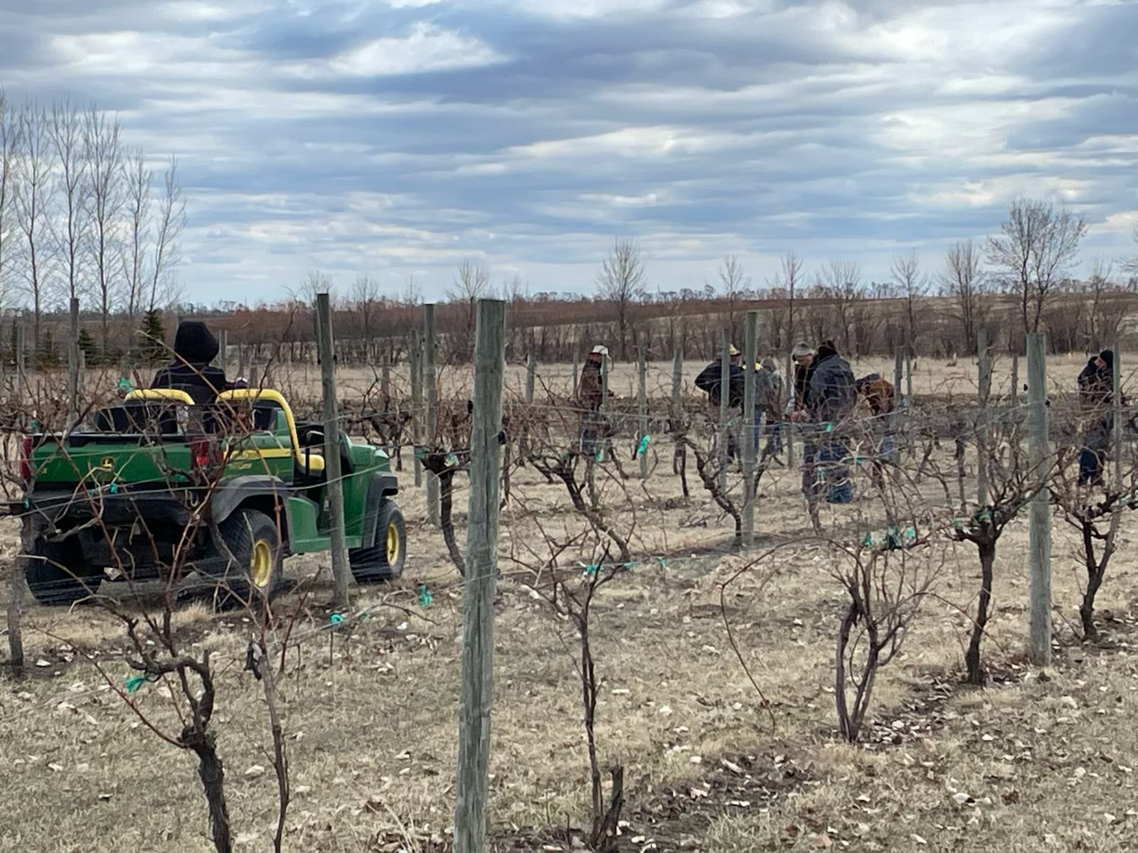 pruning